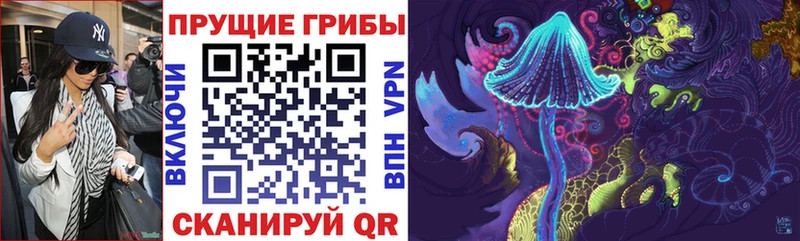 где найти   Рудня  Галлюциногенные грибы Psilocybine cubensis 